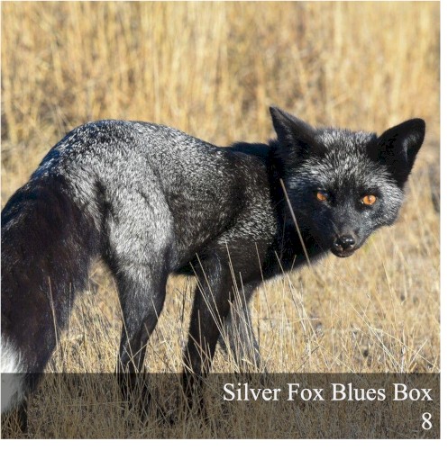 Silver Fox Blues Box 8