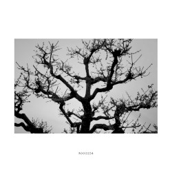 R0012234