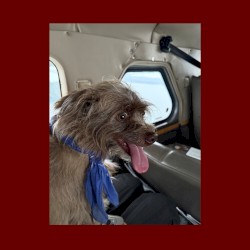 Seaplane Dog