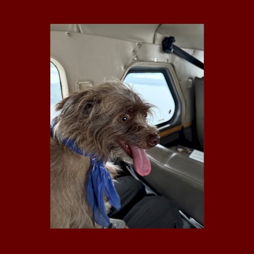 Seaplane Dog