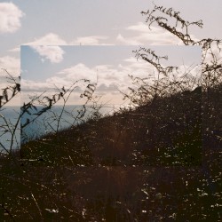 Wild Mountain Thyme