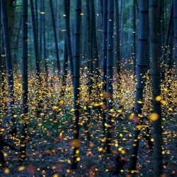 Dance of the Fireflies (original mix)