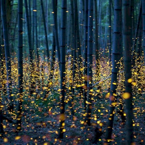 Dance of the Fireflies (original mix)