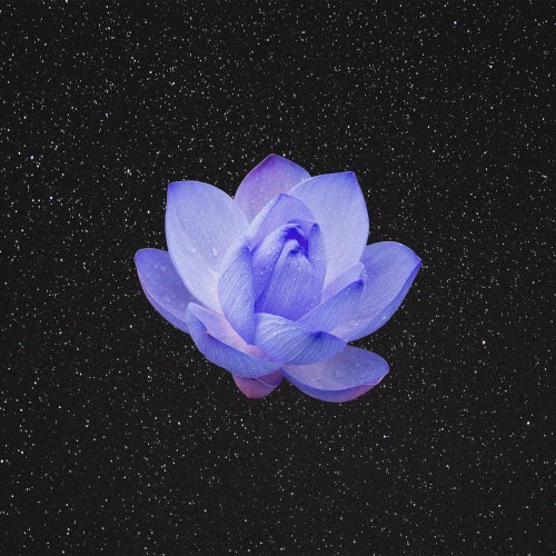 Lotus Flower