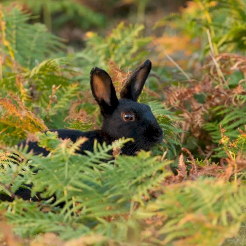 hopy bunies