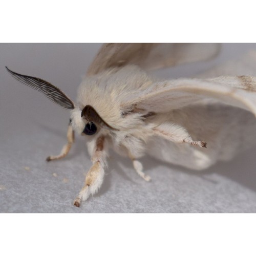 Moth Noise Wall