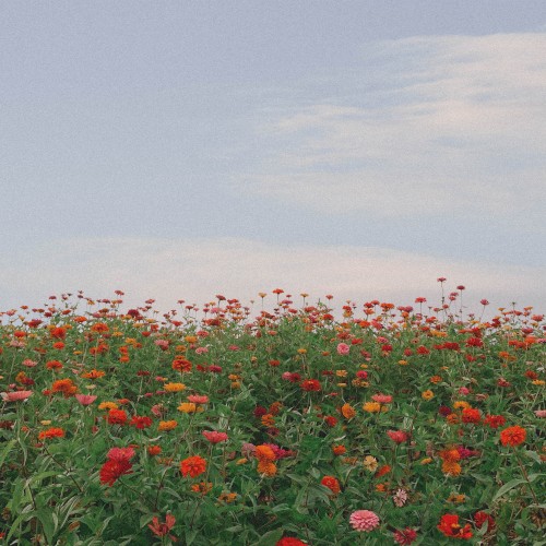 wildflower