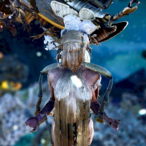 Symbiogenesis