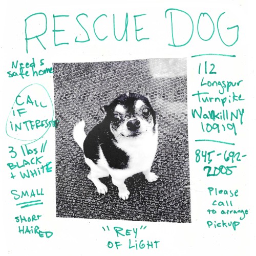 Rescue Dog