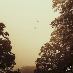 Morning Dove