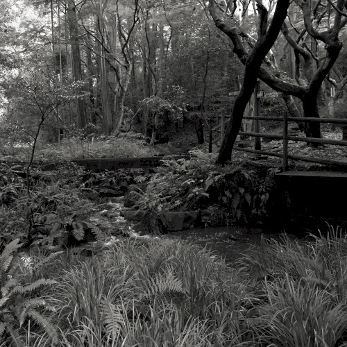 The Ancient Forest III