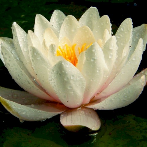 Weißer Lotus