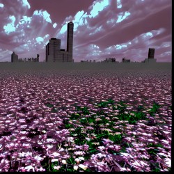 flowerfield