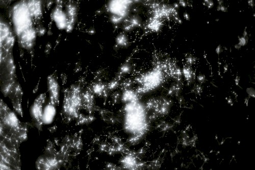 The Origin of Negation