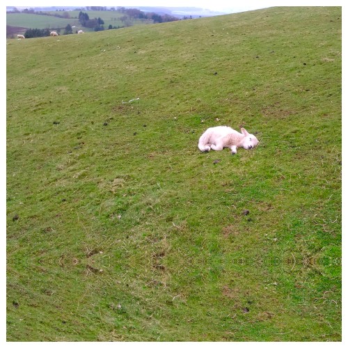 Deoxyribo Nuclear Ostinato