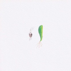 Las plantas crecen