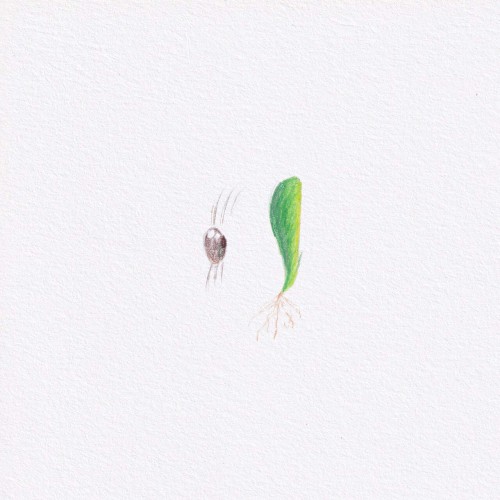 Las plantas crecen