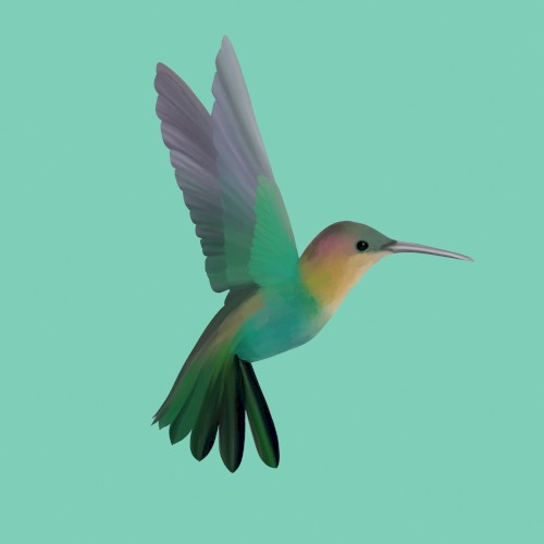 Hummingbird