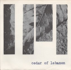 Cedar Of Lebanon