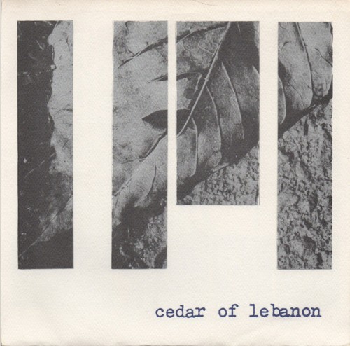 Cedar Of Lebanon