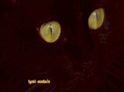 Samhain (instrumental) (2024 extended mix)