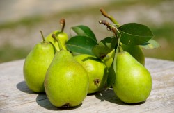 Pear Love