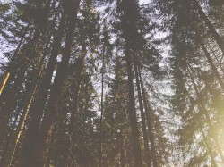 loosen walks