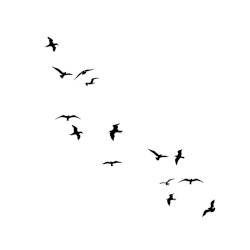 WhiteBird 1