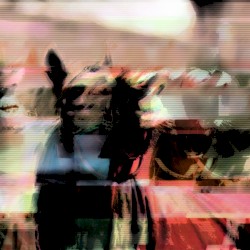 Horse Digital Noise