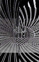 Carapace