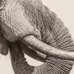 World Elephant Day