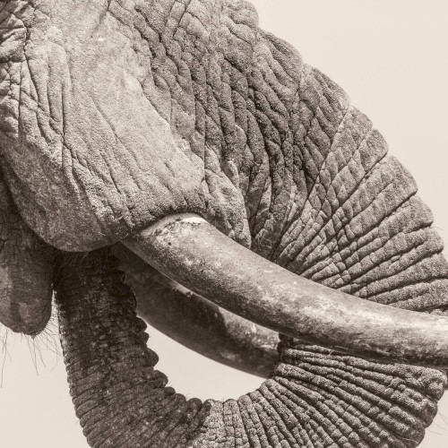 World Elephant Day