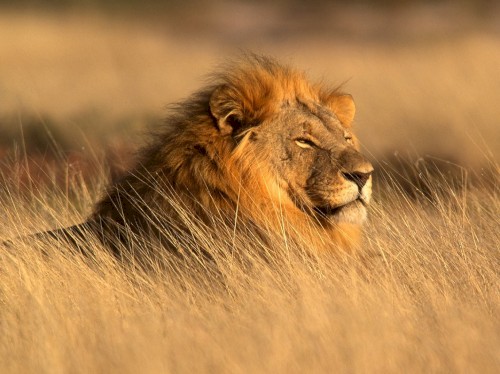 African Skies