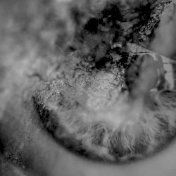 SONANCE/TORPOR SPLIT