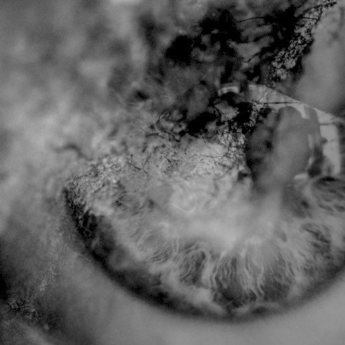 SONANCE/TORPOR SPLIT