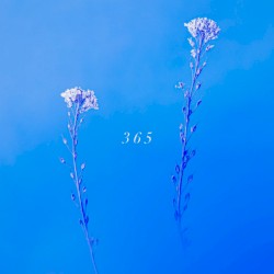 365