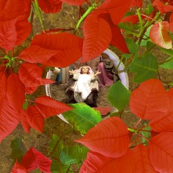 Navidades En Cataño