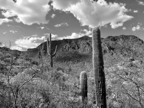Sonora