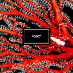 VSE07