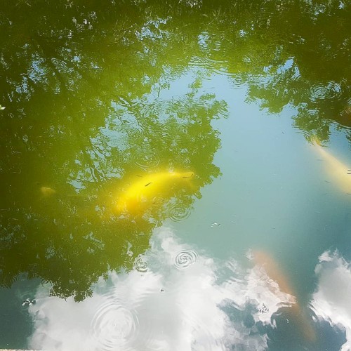 Koi
