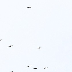 Birds
