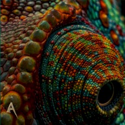 Chameleon