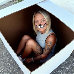 Kissekatt