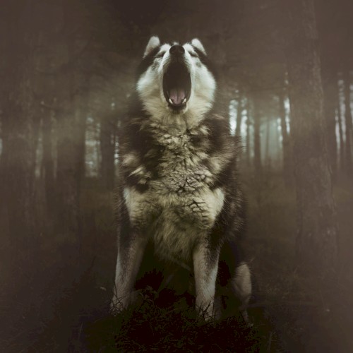 Wolf Spirit