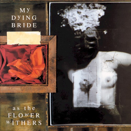 As the Flower Withers