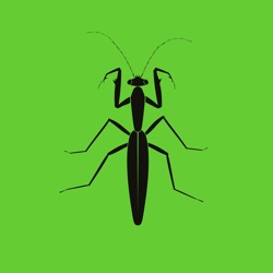 Praying Mantis
