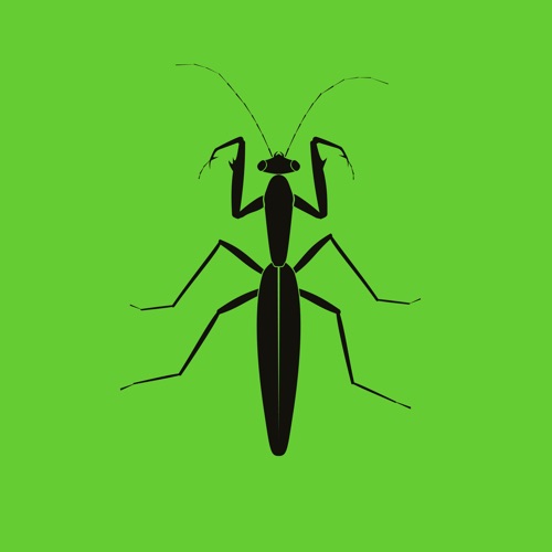 Praying Mantis