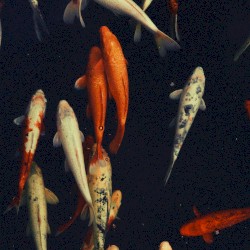 Koi Pond