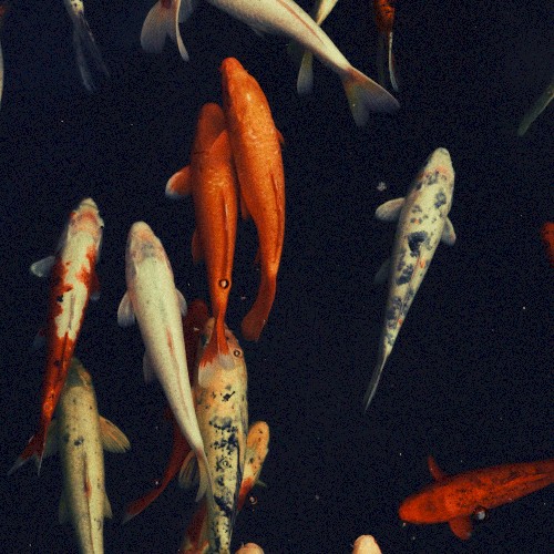 Koi Pond