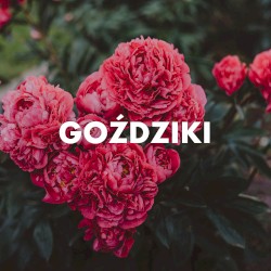 Goździki